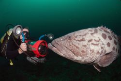 bass and video camera take each other in- sodwana bay OCt... by Fiona Ayerst 